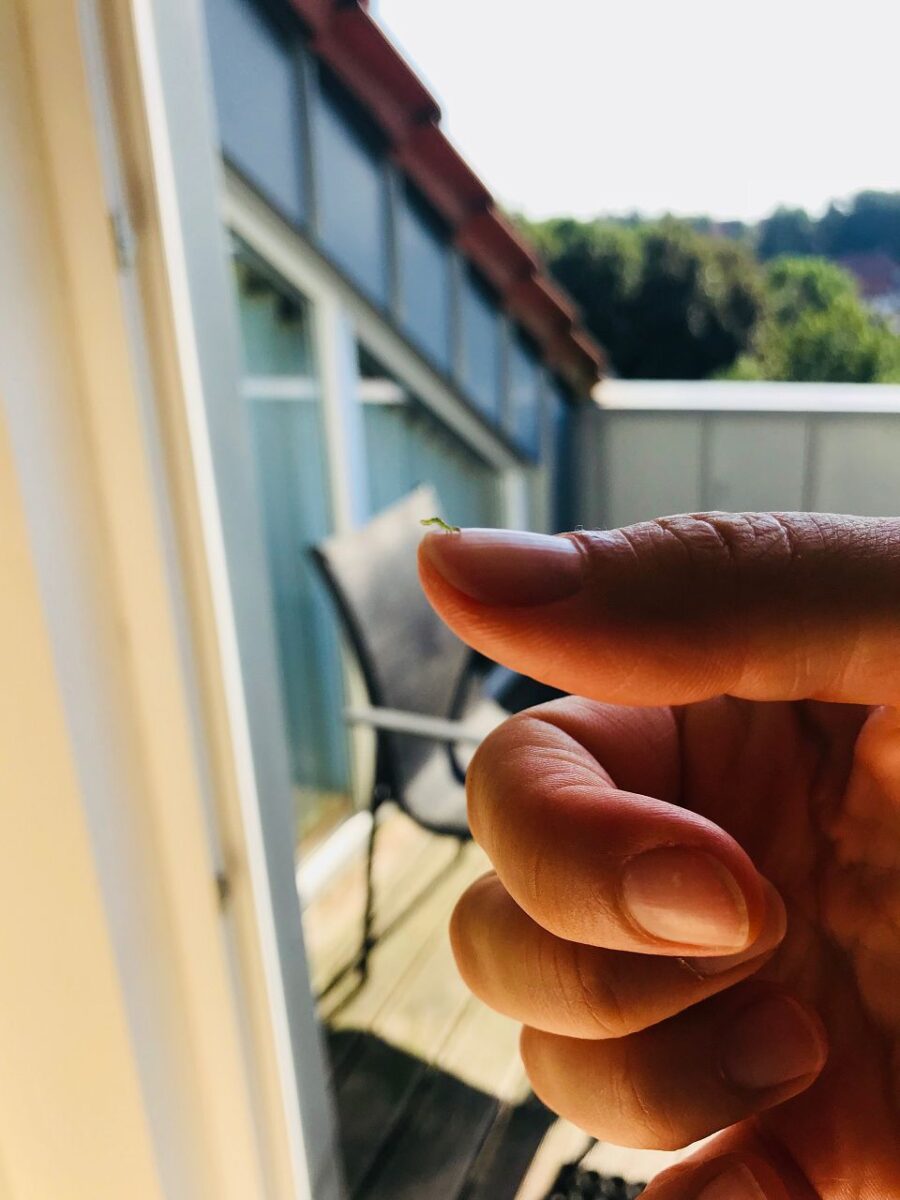 Oh, gut, dass ich die winzige Raupe gesehen hab, die sich in meinem Salat versteckt hat. Sehr süß.